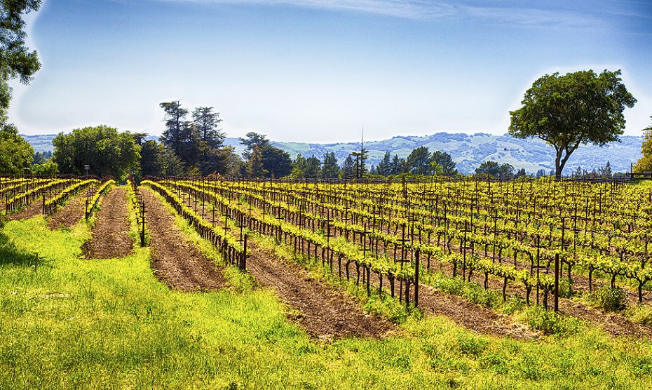 california wine