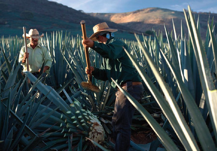 Hand-selected Weber blue agave plants are cut by hand as part of the time-honored tahona process used to create Roca Patrón.