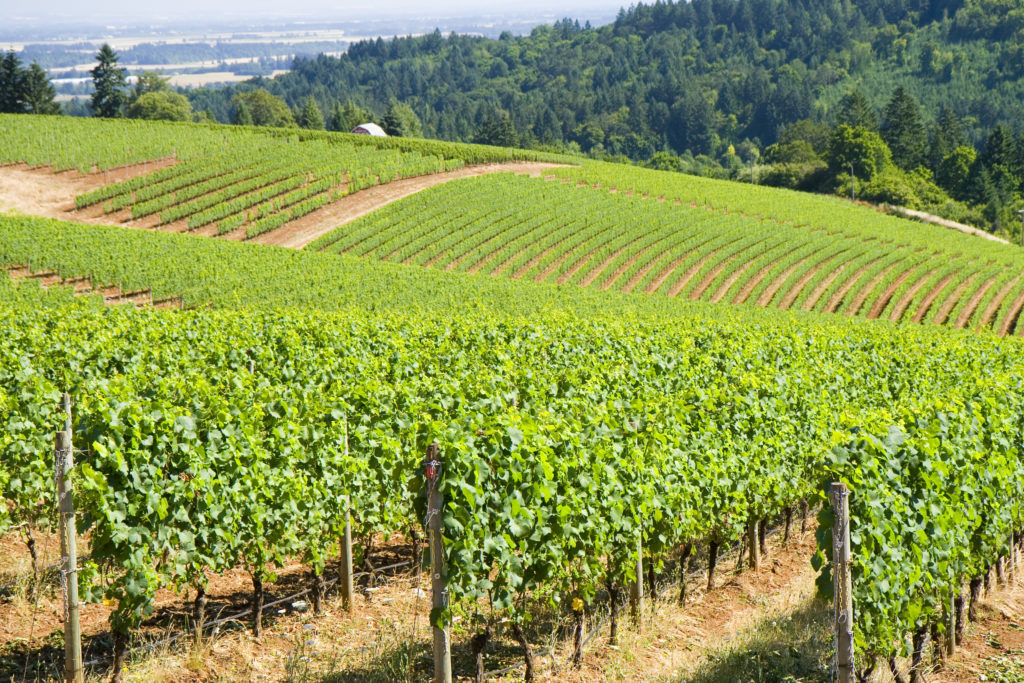 Grape Vines of the Dundee Hills