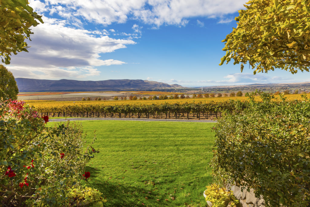 Yellow Leaves Vines Rows Grapes Wine Green Grass Autumn Red Mountain Benton City Washington